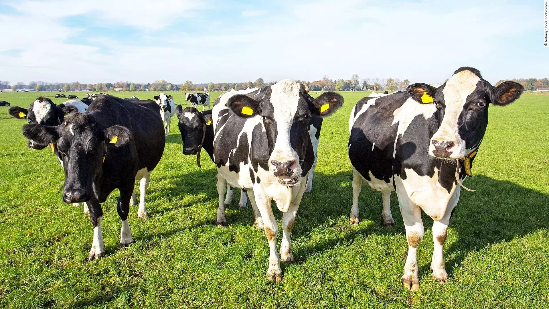 Eine Herde Kühe steht auf einer grünen Weide. Die Kühe haben schwarz-weiß geflecktes Fell. Drei Tiere stehen vorne und schauen in die Kamera. Der Himmel ist hellblau und es herrscht gutes Wetter