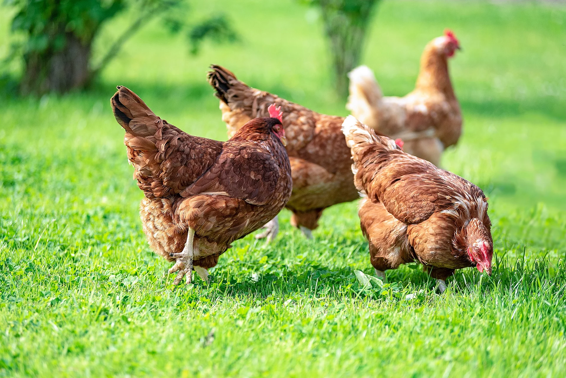 Free and happy hens