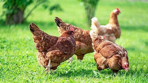 Free and happy hens