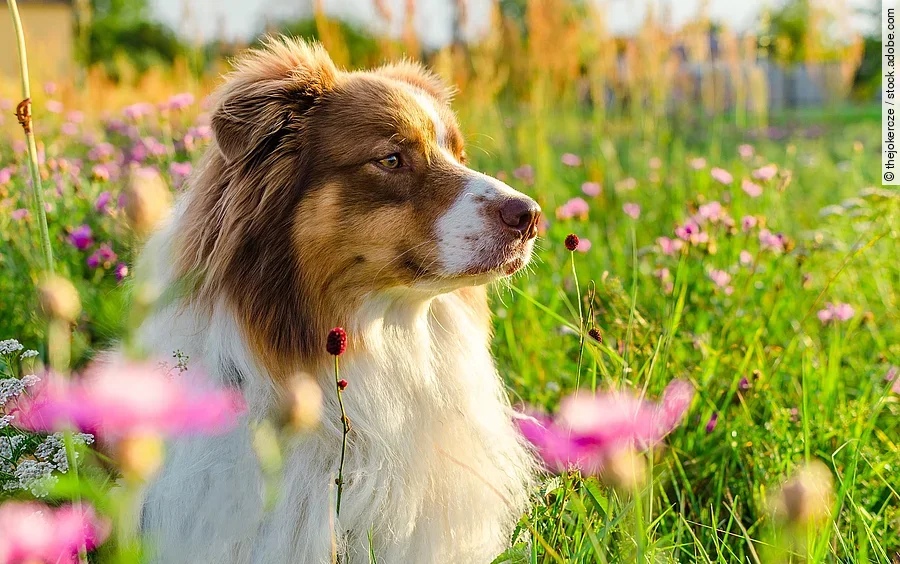 Ein neugierig aussehender red-tri Australian Shepherd liegt auf einer Blumenwiese mit rosa Blumen. Ein neugierig aussehender red-tri Australian Shepherd liegt auf einer Blumenwiese mit rosa Blumen.