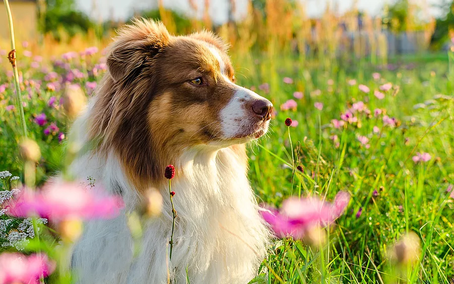 Ein neugierig aussehender red-tri Australian Shepherd liegt auf einer Blumenwiese mit rosa Blumen. Ein neugierig aussehender red-tri Australian Shepherd liegt auf einer Blumenwiese mit rosa Blumen.