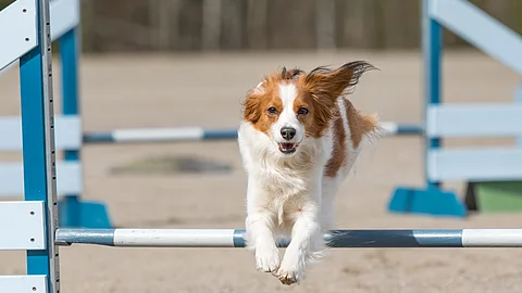 Ein Hund springt über eine Hürde. Im Hintergrund sieht man ein weitere Hindernis. Die Sprünge sind blau weiß gefärbt. Der Hund hat weiß-braunes Fell.