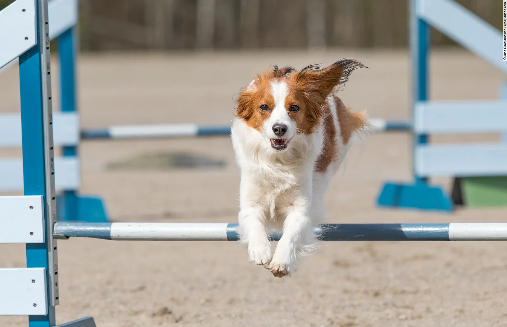 Ein Hund springt über eine Hürde. Im Hintergrund sieht man ein weitere Hindernis. Die Sprünge sind blau weiß gefärbt. Der Hund hat weiß-braunes Fell.