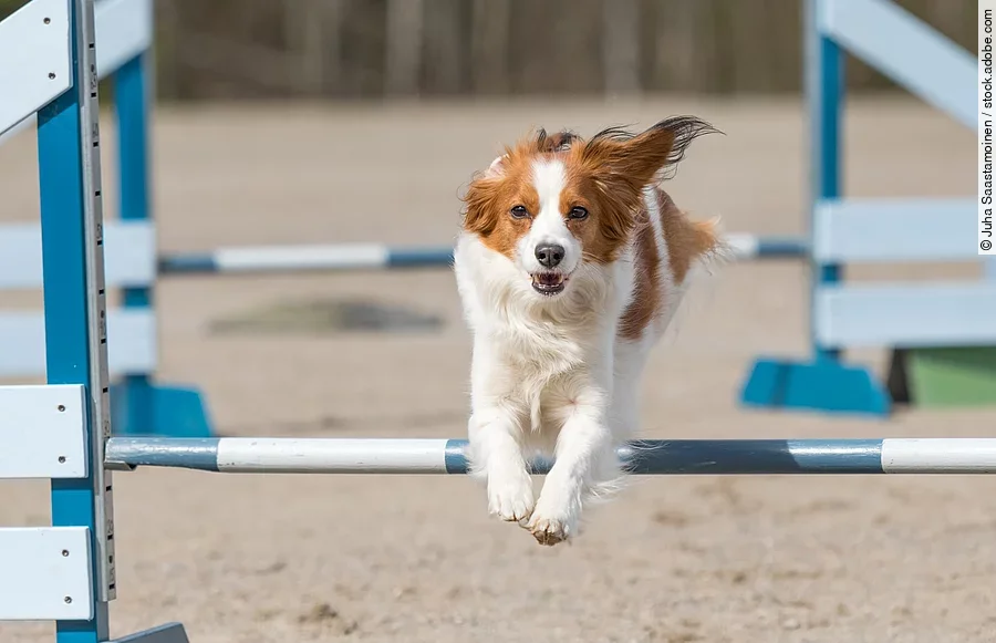 Dog agility in action. Kooikerhondje jumps over an agility hurdle in agility competition Ein Hund springt über eine Hürde. Im Hintergrund sieht man ein weitere Hindernis. Die Sprünge sind blau weiß gefärbt. Der Hund hat weiß-braunes Fell.