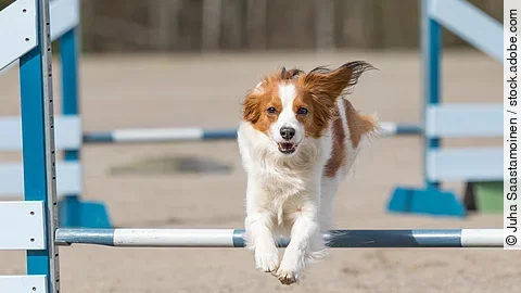 Ein Hund springt über eine Hürde. Im Hintergrund sieht man ein weitere Hindernis. Die Sprünge sind blau weiß gefärbt. Der Hund hat weiß-braunes Fell.