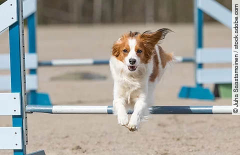 Ein Hund springt über eine Hürde. Im Hintergrund sieht man ein weitere Hindernis. Die Sprünge sind blau weiß gefärbt. Der Hund hat weiß-braunes Fell.