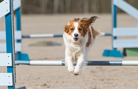 Ein Hund springt über eine Hürde. Im Hintergrund sieht man ein weitere Hindernis. Die Sprünge sind blau weiß gefärbt. Der Hund hat weiß-braunes Fell.