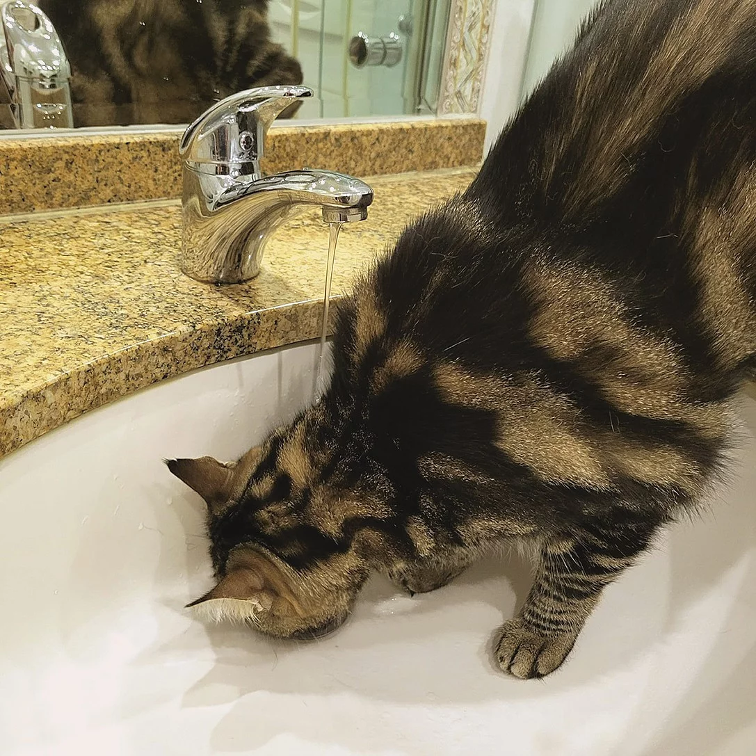 Eine Katze trinkt aus dem Wasserhahn von einem Waschbecken.