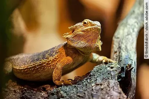 Ein Bartagam sitzt auf einem Ast in einem Terrarium. Das Tier hat hat eine hellbräunliche Farbe und schaut leicht nach oben. 