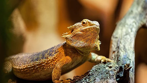Ein Bartagam sitzt auf einem Ast in einem Terrarium. Das Tier hat hat eine hellbräunliche Farbe und schaut leicht nach oben. 