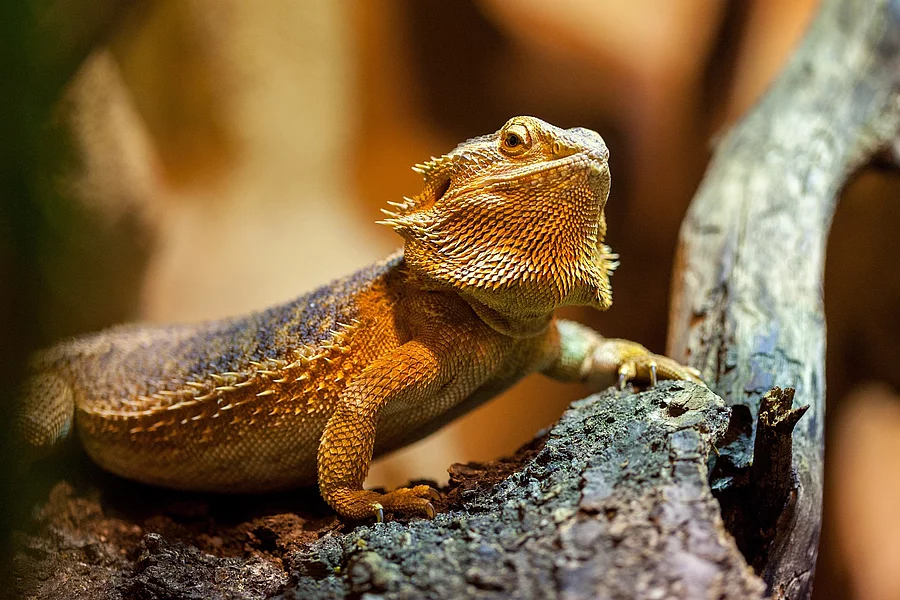 Ein Bartagam sitzt auf einem Ast in einem Terrarium. Das Tier hat hat eine hellbräunliche Farbe und schaut leicht nach oben. 