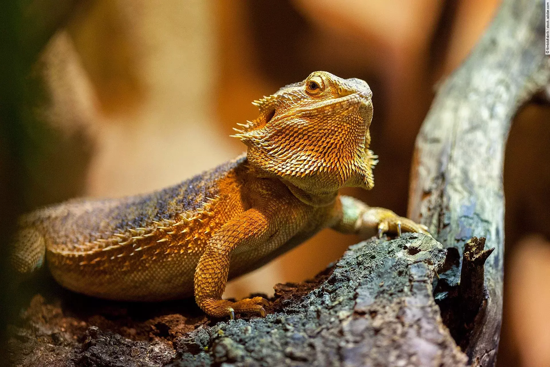 Ein Bartagam sitzt auf einem Ast in einem Terrarium. Das Tier hat hat eine hellbräunliche Farbe und schaut leicht nach oben. 