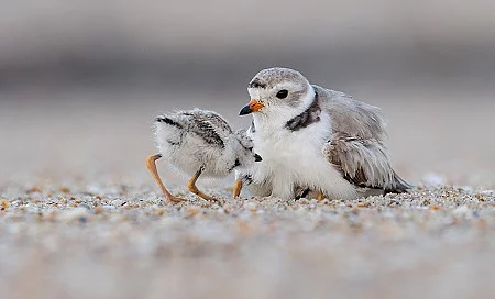 Piping Plover chicks with Female