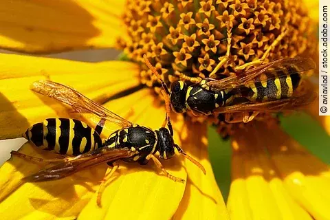 Zwei Wespen sitzen auf einer Blume. Die Blume ist gelb. Die Ansicht der Aufnahme ist von oben. 