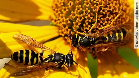 Zwei Wespen sitzen auf einer Blume. Die Blume ist gelb. Die Ansicht der Aufnahme ist von oben. 