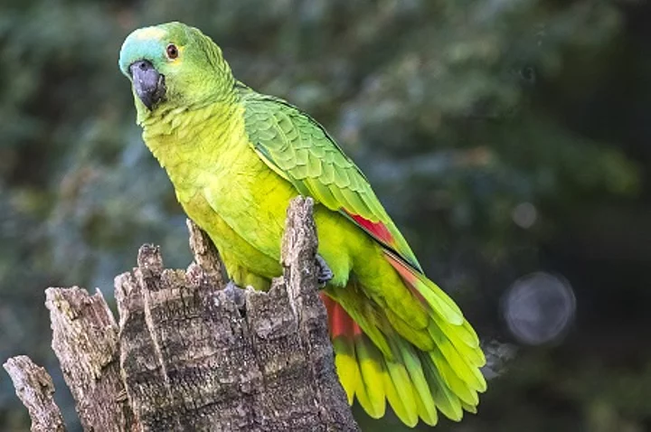 Amazona Aestiva Papagaio verdadeiro