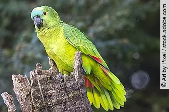 Amazona Aestiva Papagaio verdadeiro