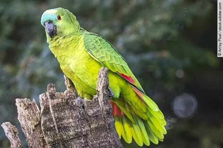 Amazona Aestiva Papagaio verdadeiro