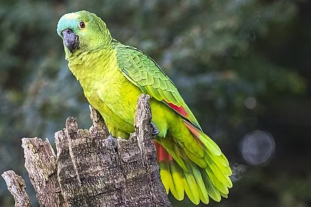 Amazona Aestiva Papagaio verdadeiro