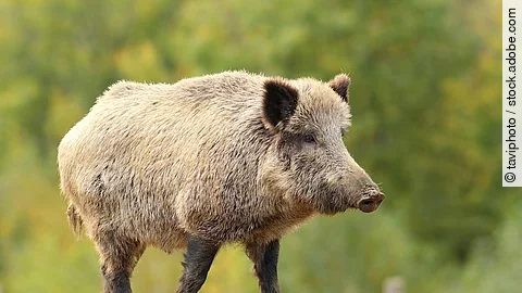 Wildschwein im Wald Wildschwein im Wald