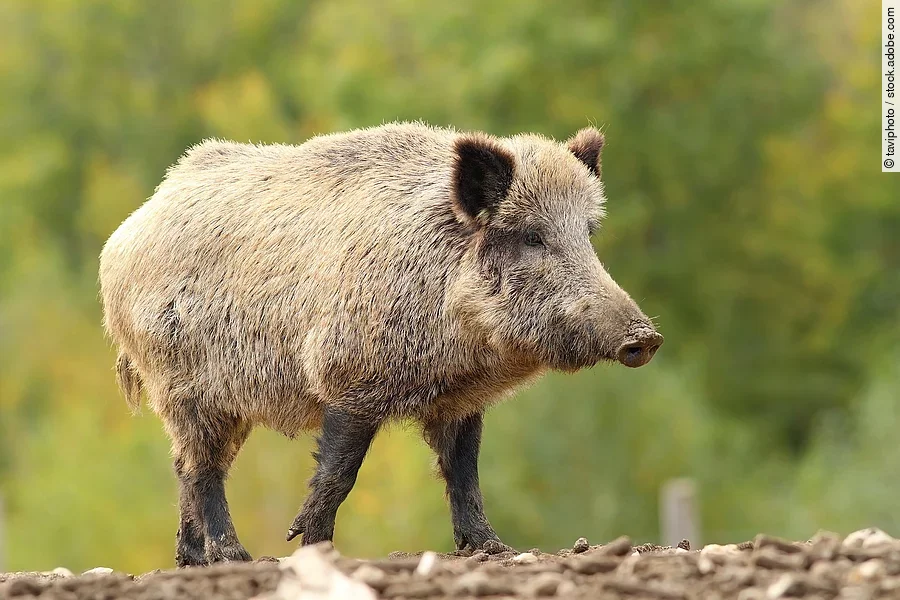 Wildschwein im Wald