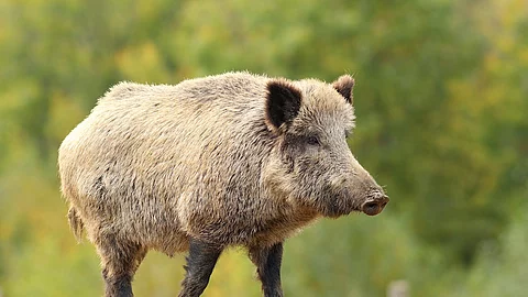 Wildschwein im Wald