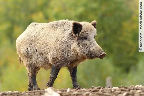 Wildschwein im Wald