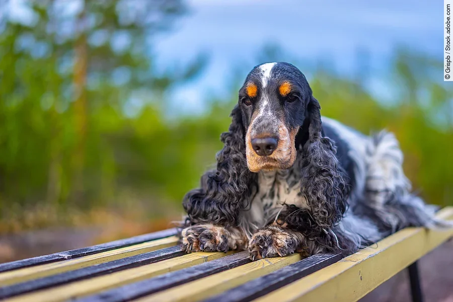 Ein dreifarbiger Cocker Spaniel liegt entspannt auf einer Holzbank.