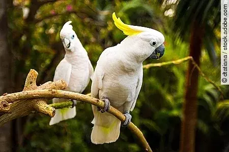 Two white cockatooes in Loro Park in Tenerife