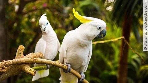 Two white cockatooes in Loro Park in Tenerife