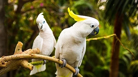 Two white cockatooes in Loro Park in Tenerife