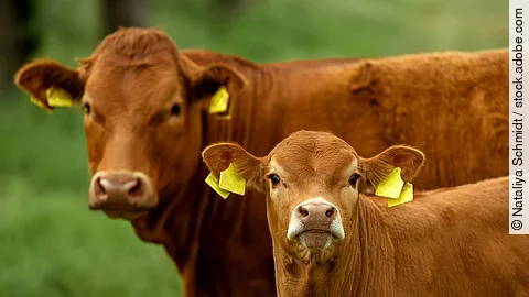 Zwei Kühe stehen draußen auf einer Weide. Beide sind hornlos und haben rötliches Fell. Die hintere Kuh ist ausgewachsen, während das vordere Tier ein Kalb ist.