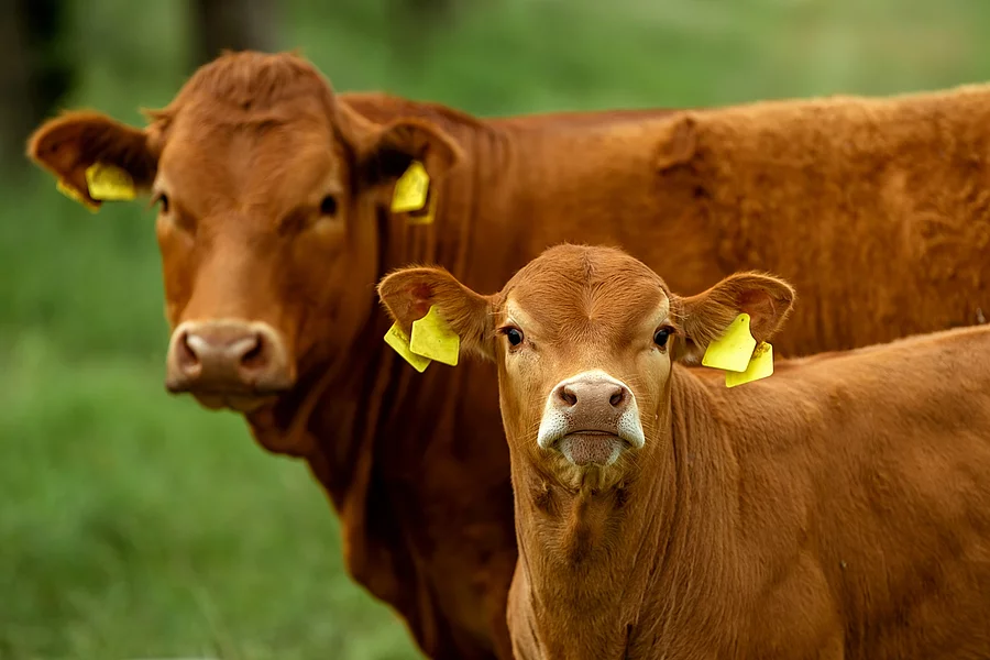 Zwei Kühe stehen draußen auf einer Weide. Beide sind hornlos und haben rötliches Fell. Die hintere Kuh ist ausgewachsen, während das vordere Tier ein Kalb ist.