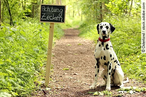Ein Dalmatiner mit rotem Halsband sitzt auf einem Waldweg neben einem Schild auf dem "Achtung Zecken" steht.