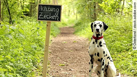 Ein Dalmatiner mit rotem Halsband sitzt auf einem Waldweg neben einem Schild auf dem "Achtung Zecken" steht.