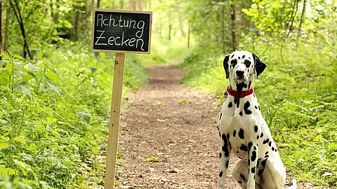 Ein Dalmatiner mit rotem Halsband sitzt auf einem Waldweg neben einem Schild auf dem "Achtung Zecken" steht.