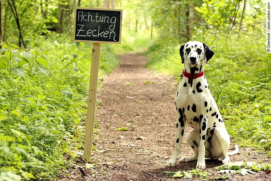 Ein Dalmatiner mit rotem Halsband sitzt auf einem Waldweg neben einem Schild auf dem "Achtung Zecken" steht.