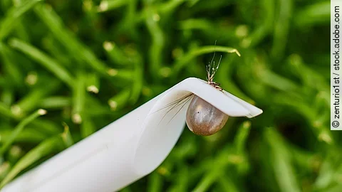 Eine Zecke wurde mit einer Zeckenzange von einem Hund entfernt. 