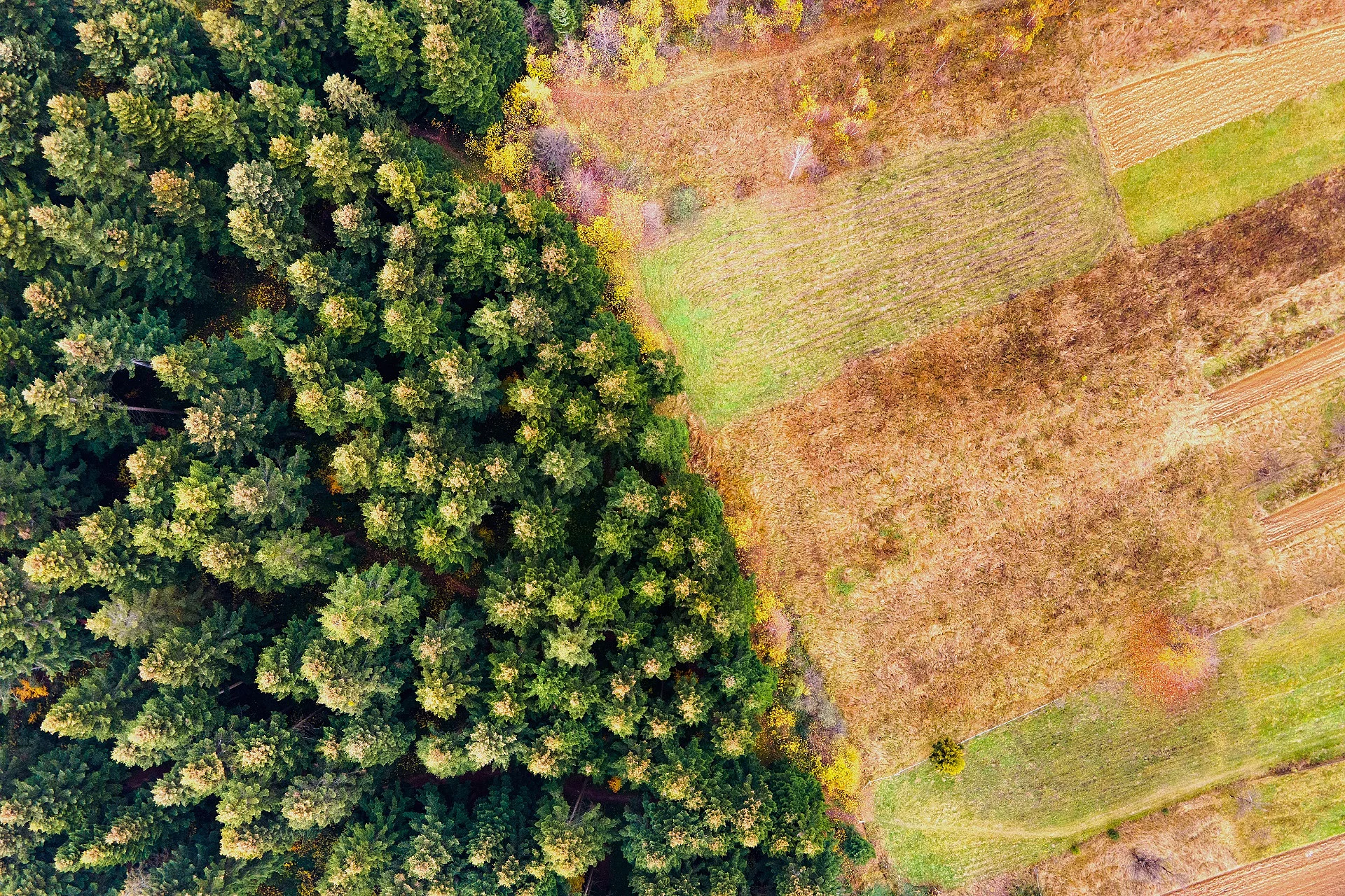 Abholzung im Wald