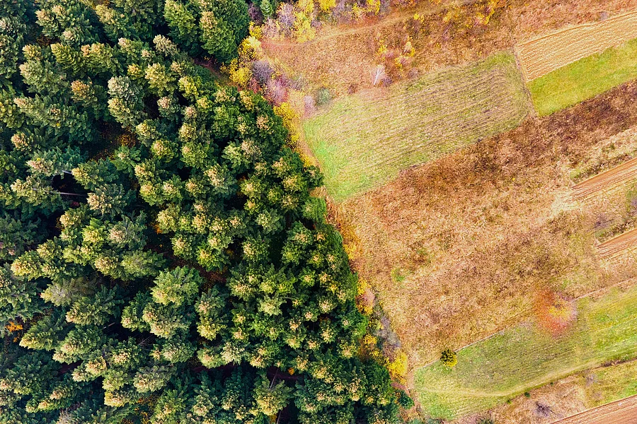 Abholzung im Wald