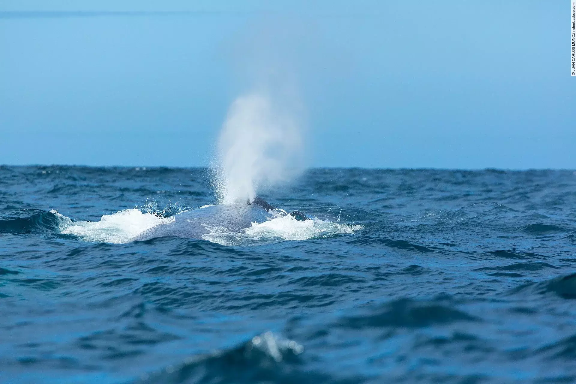 Ein Blauwal schwimmt am Rand der Meeresoberfläche.
