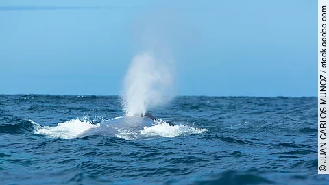 BLUE WHALE (Balaenoptera musculus) Ein Blauwal schwimmt am Rand der Meeresoberfläche.