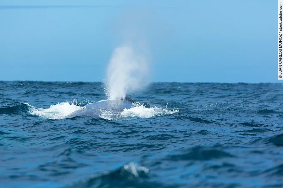 BLUE WHALE (Balaenoptera musculus) Ein Blauwal schwimmt am Rand der Meeresoberfläche.