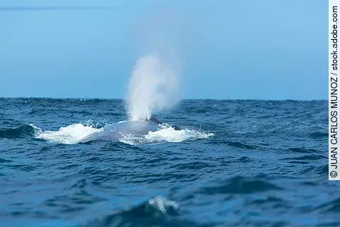 Ein Blauwal schwimmt am Rand der Meeresoberfläche.