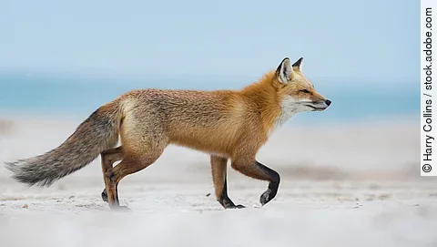 Ein Rotfuchs läuft über ein Feld. Dabei weht ihm der Wind ins Gesicht.