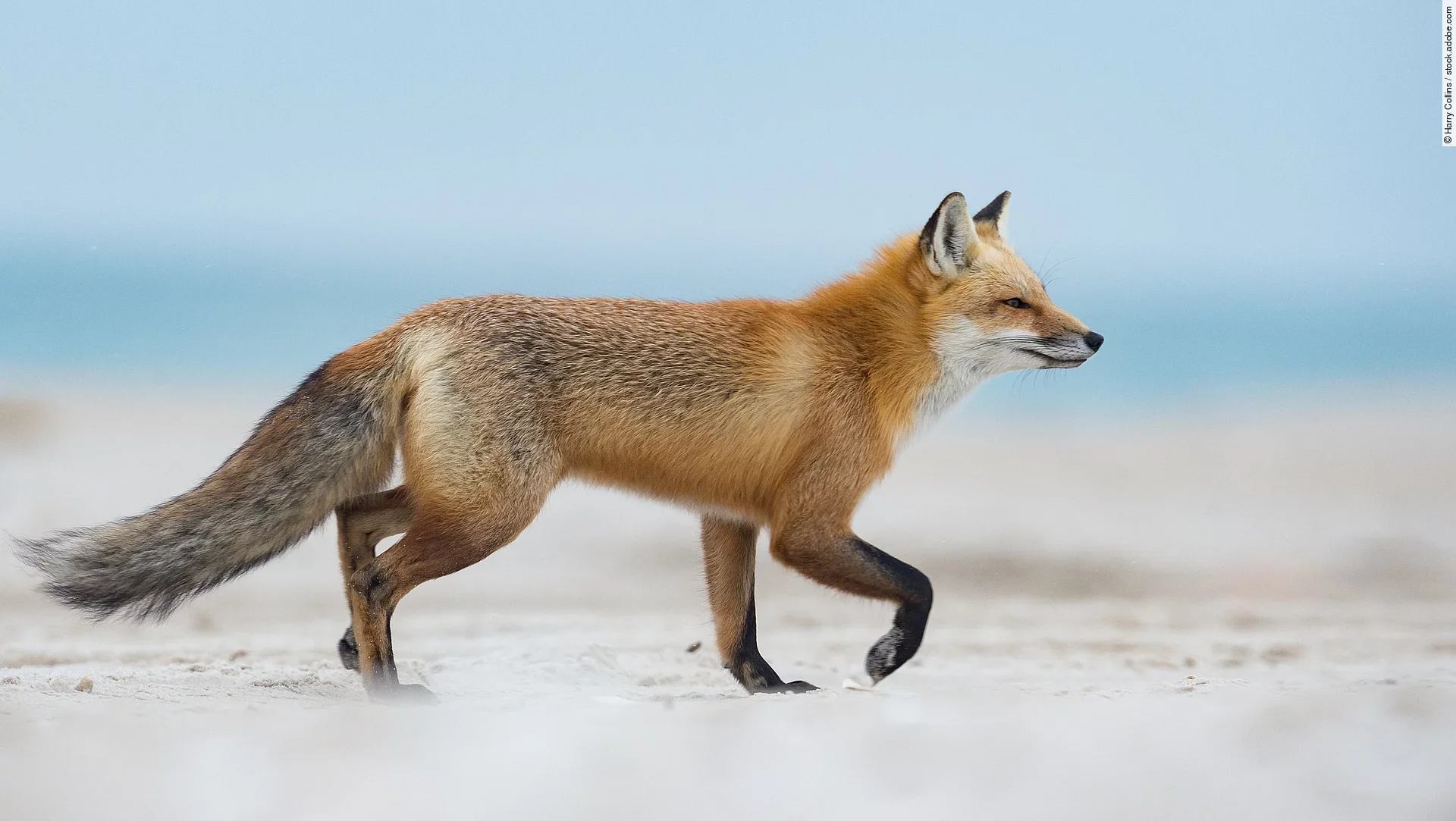 Ein Rotfuchs läuft über ein Feld. Dabei weht ihm der Wind ins Gesicht.