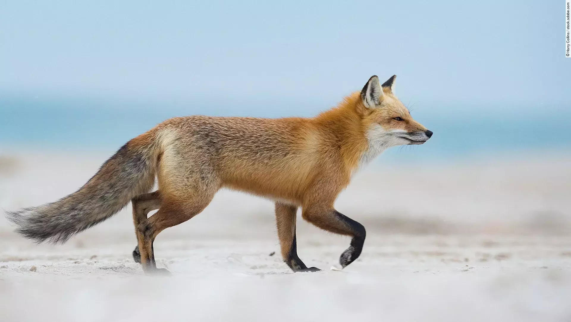 Ein Rotfuchs läuft über ein Feld. Dabei weht ihm der Wind ins Gesicht.