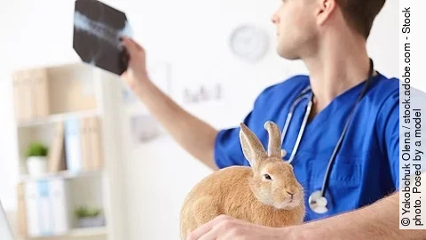Cheerful young vet examining health of pet