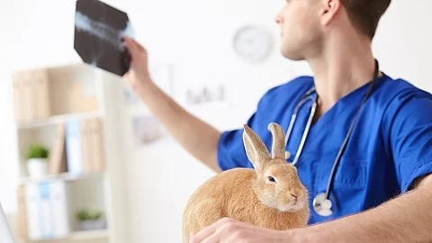 Cheerful young vet examining health of pet