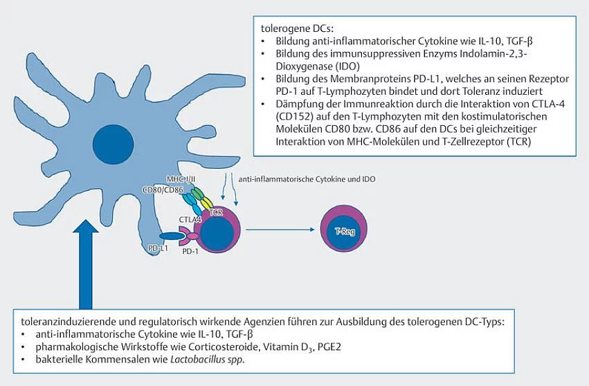Mechanismen zur Toleranzinduktion
